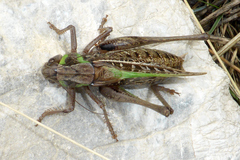 Decticus verrucivorus