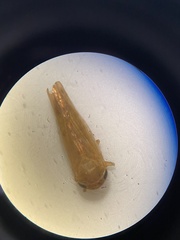 Speudotettix subfusculus