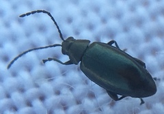 Phyllotreta nigripes