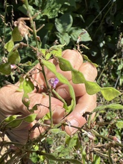 Lespedeza
