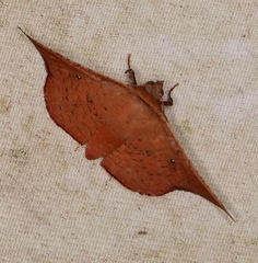 Aglaopus