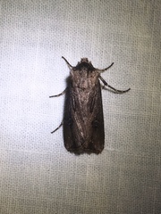 Agrotis venerabilis