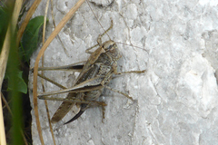 Platycleis grisea