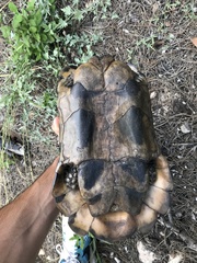 Testudo marginata