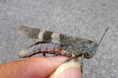 Oedipoda germanica