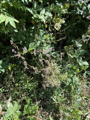 Lespedeza