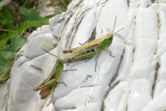 Chorthippus dorsatus