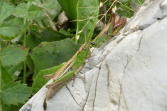 Chorthippus dorsatus