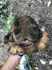 Testudo marginata