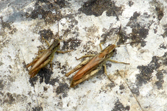 Chorthippus apricarius