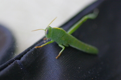 Anacridium aegyptium