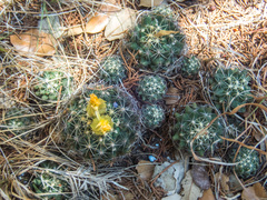 Coryphantha sulcata