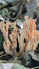 Ramaria formosa