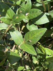 Lespedeza