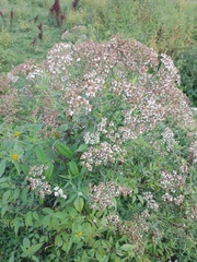 Achillea salicifolia