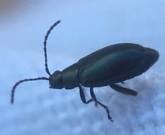 Phyllotreta nigripes