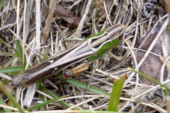 Stenobothrus lineatus