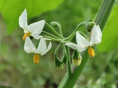 Solanum nigrum