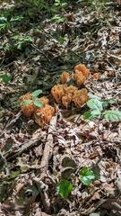 Ramaria formosa