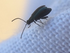 Phyllotreta nigripes