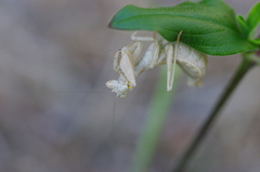 Ameles spallanzania