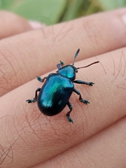 Platycorynus peregrinus