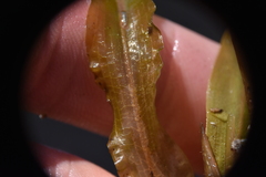 Potamogeton amplifolius