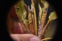 Potamogeton amplifolius