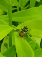 Gymnosoma
