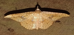 Thyrididae