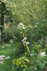 Valeriana officinalis
