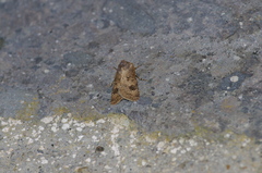 Agrotis bigramma
