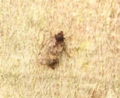 Melanoliarus placitus