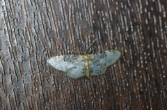 Idaea filicata