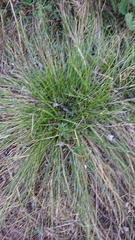 Festuca