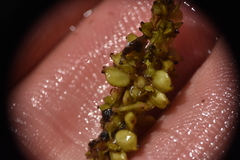 Potamogeton amplifolius