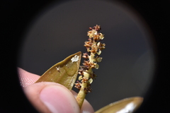 Potamogeton amplifolius