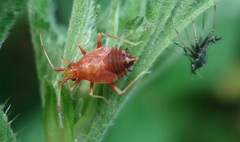 Deraeocoris ruber