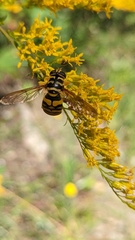 Milesia virginiensis