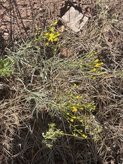 Senecio spartioides