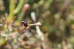 Camponotus sansabeanus