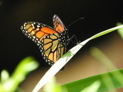 Danaus plexippus plexippus