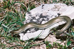 Chalcides striatus