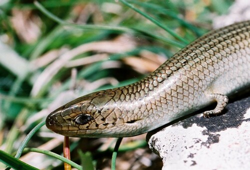 Western Three-toed Skink, photo 6 of 7