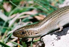 Chalcides striatus