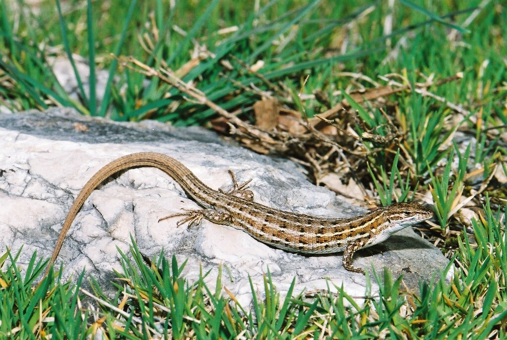 East Iberian Psammodromus