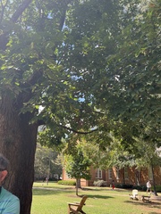 Tilia americana americana