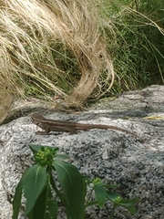 Sceloporus cowlesi