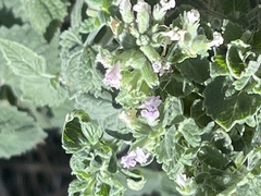 Nepeta cataria