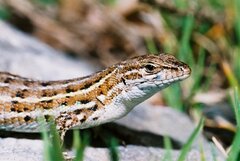 Psammodromus edwarsianus
